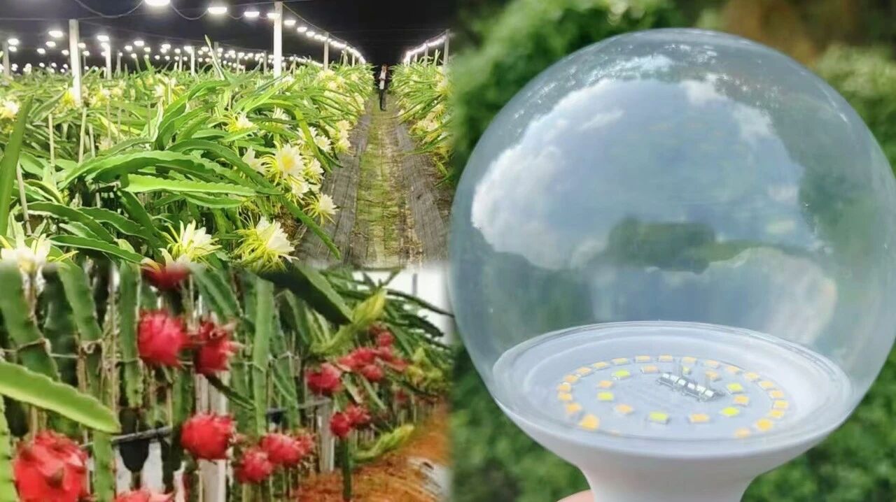 AI+植物照明 | 南宫NG娱乐光电助力现代农业向“新”提质